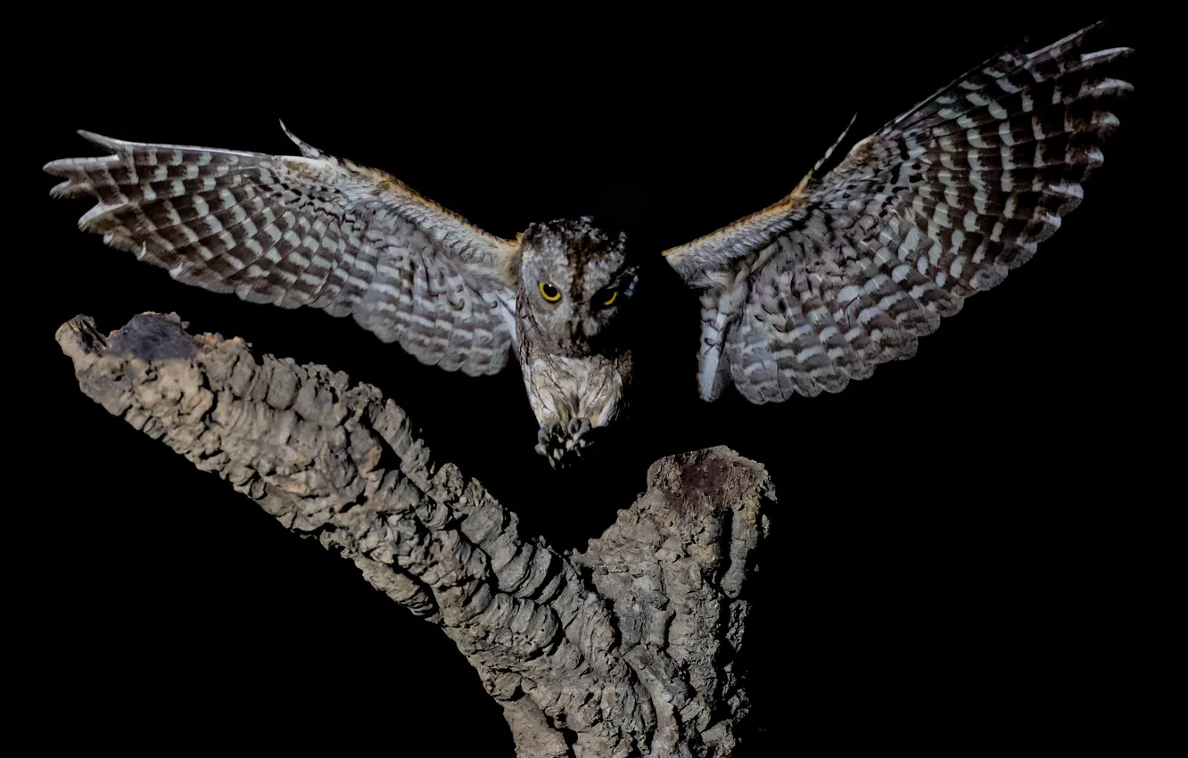Photo wallpaper trees, flight, owl, bird, black background, wingspan, David Manusevich, Eurasian scops owl