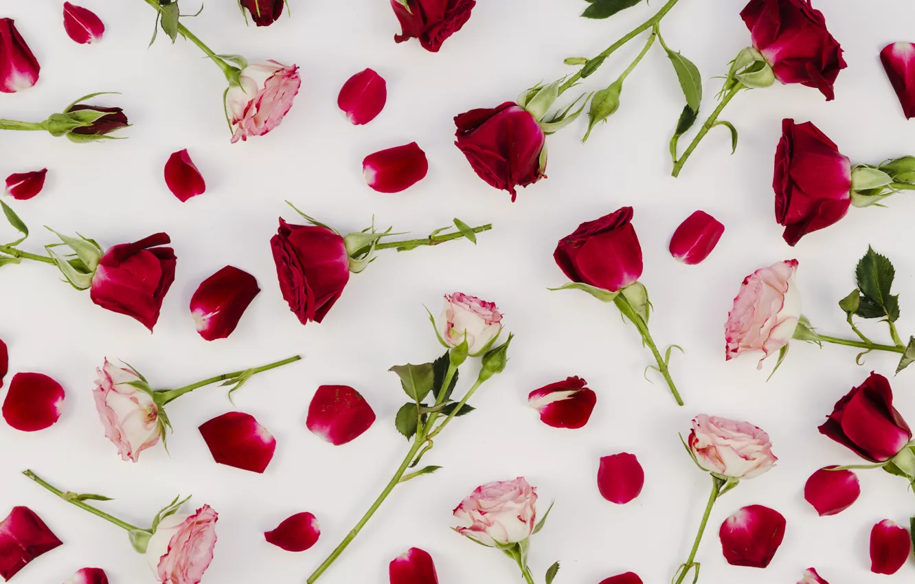 Photo wallpaper roses, pink, buds, composition, Burgundy