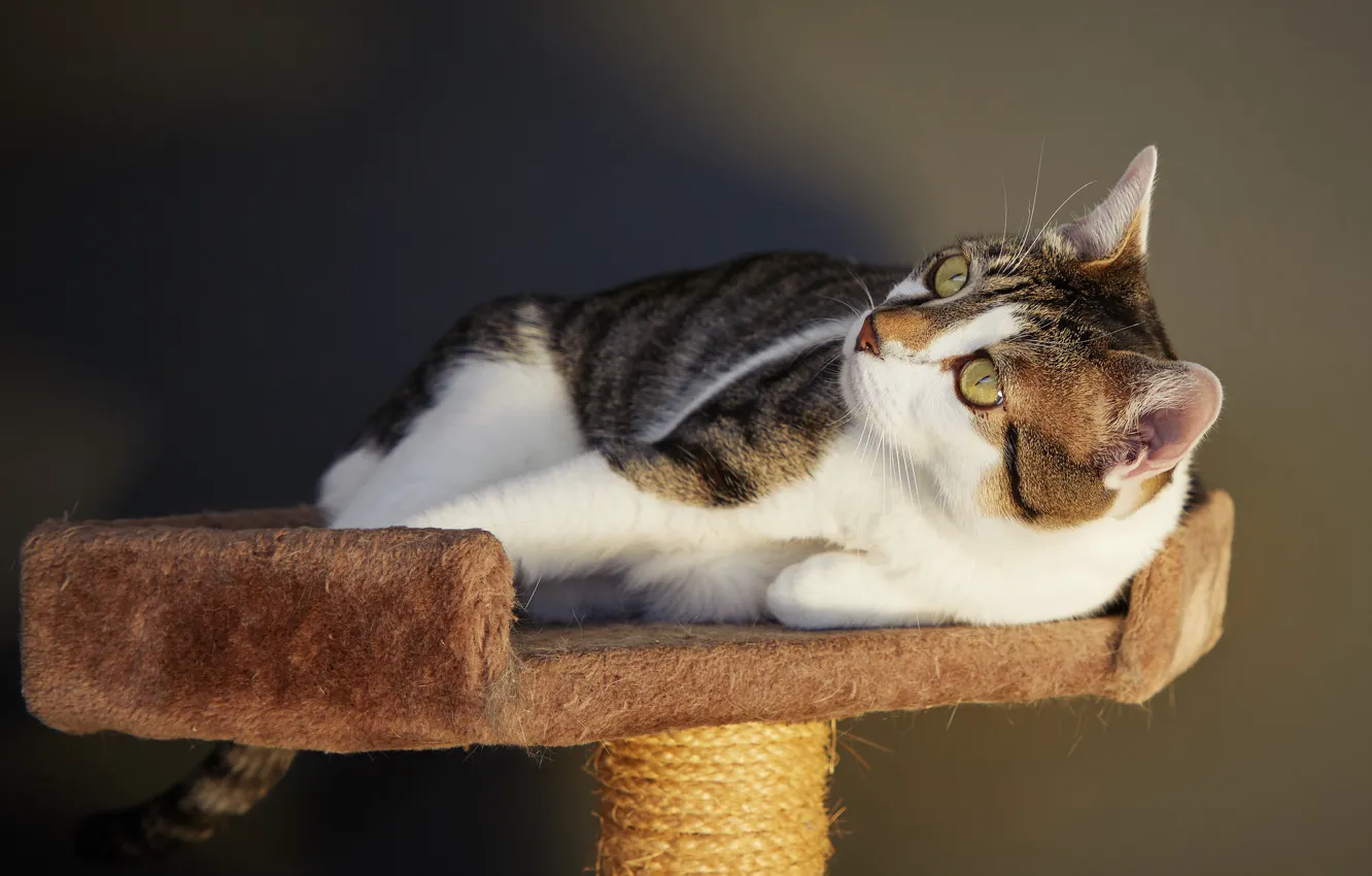 Photo wallpaper cat, cat, look, pose, background, lies, striped, scratching post