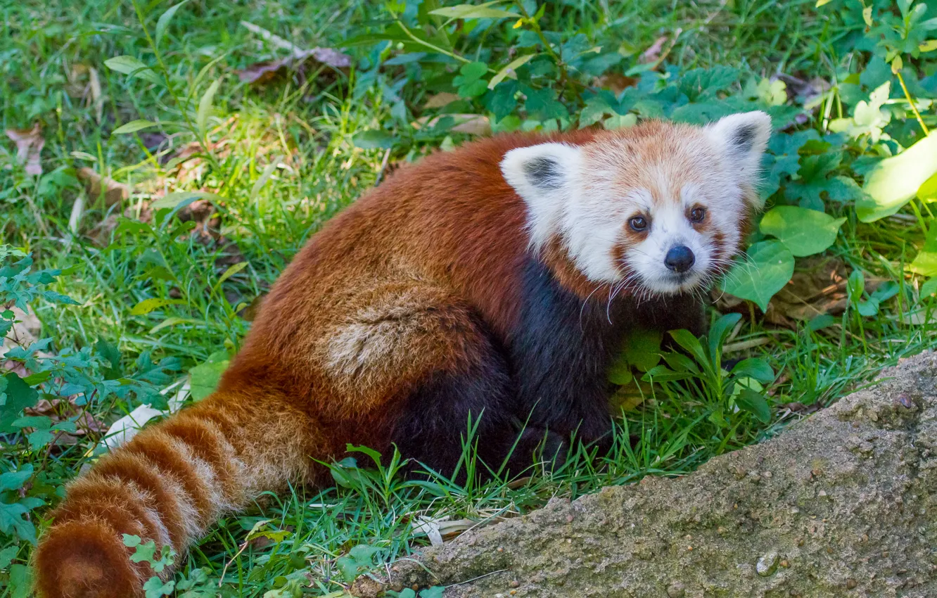 Photo wallpaper grass, red Panda, firefox, red Panda