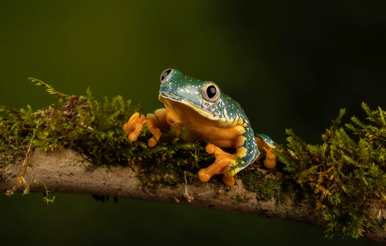 Photo wallpaper look, branches, green, moss, frog, black background