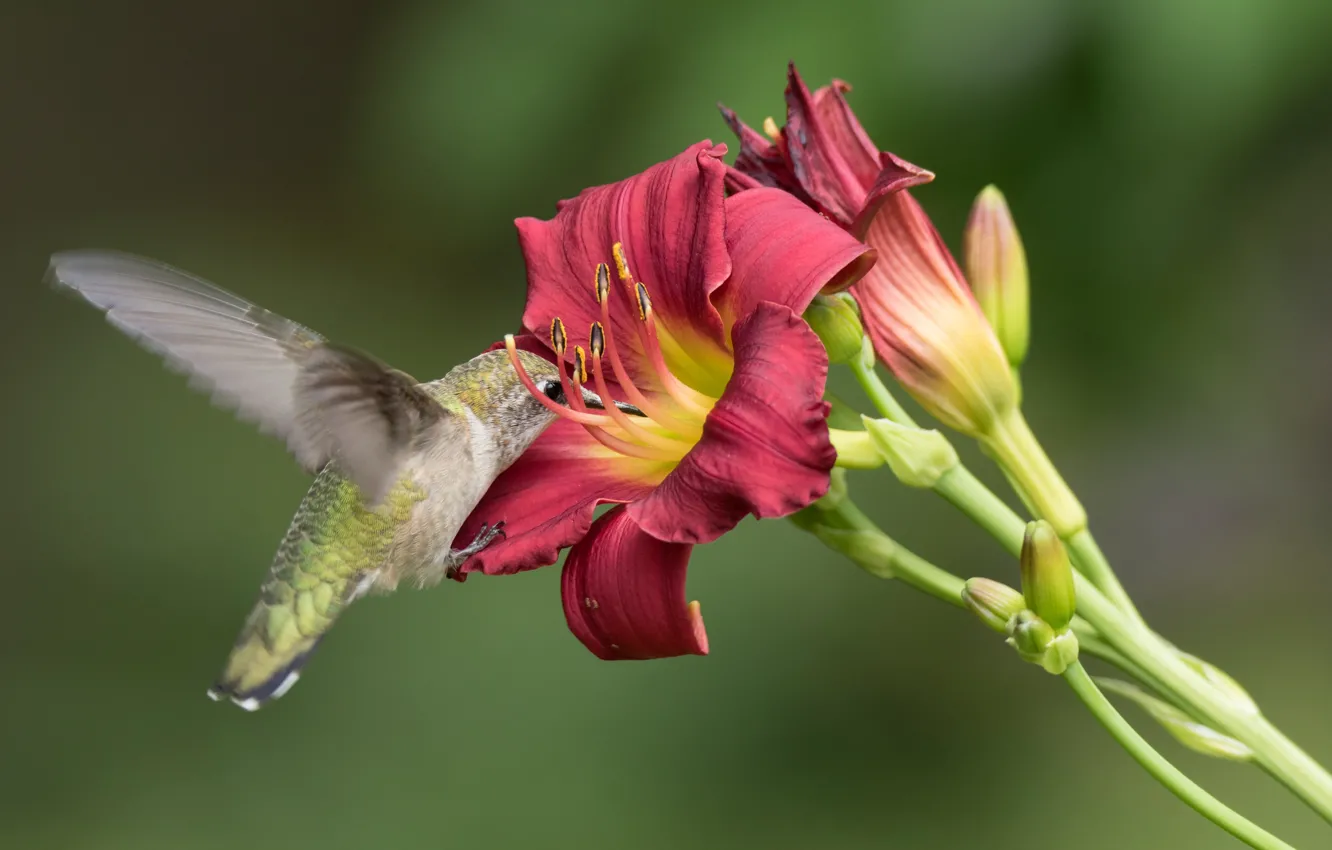 Photo wallpaper macro, flight, flowers, red, background, bird, Lily, Hummingbird