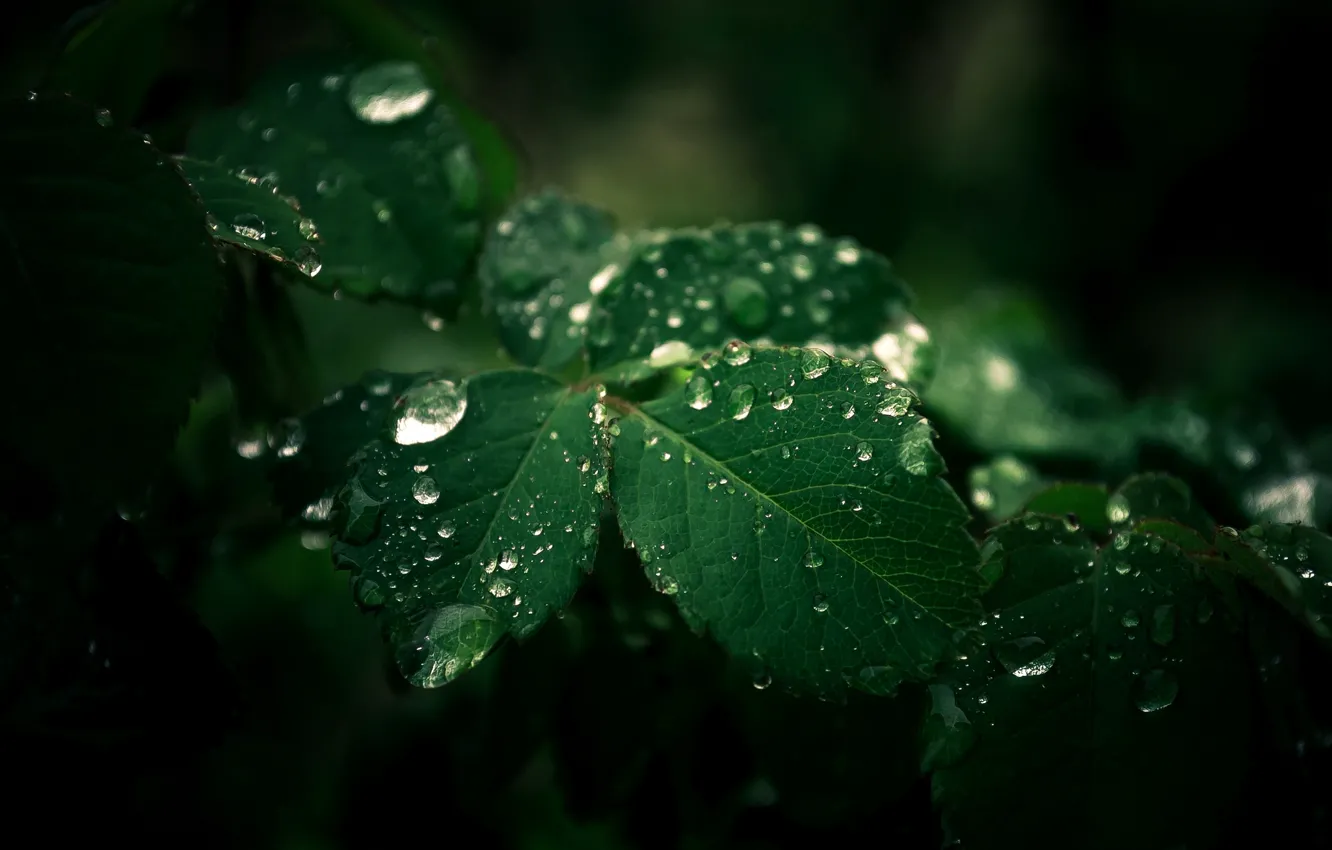 Photo wallpaper leaves, drops, macro, nature, droplets, green