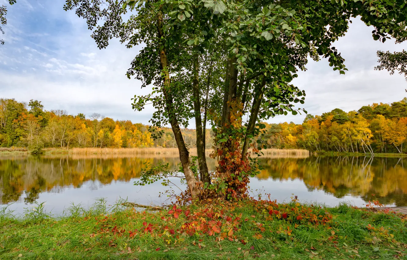 Photo wallpaper forest, summer, trees, lake