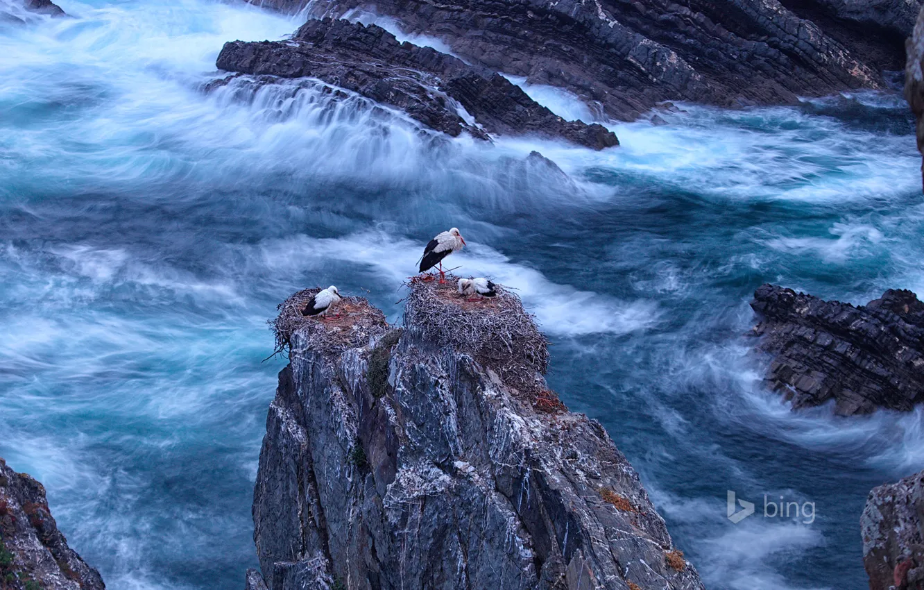 Photo wallpaper sea, birds, rocks, Portugal, white stork, Odemira, Cabo Sardão
