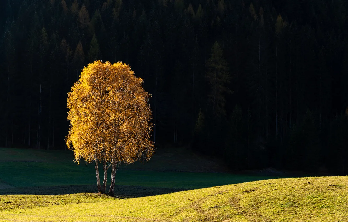 Photo wallpaper field, autumn, trees, nature, birch
