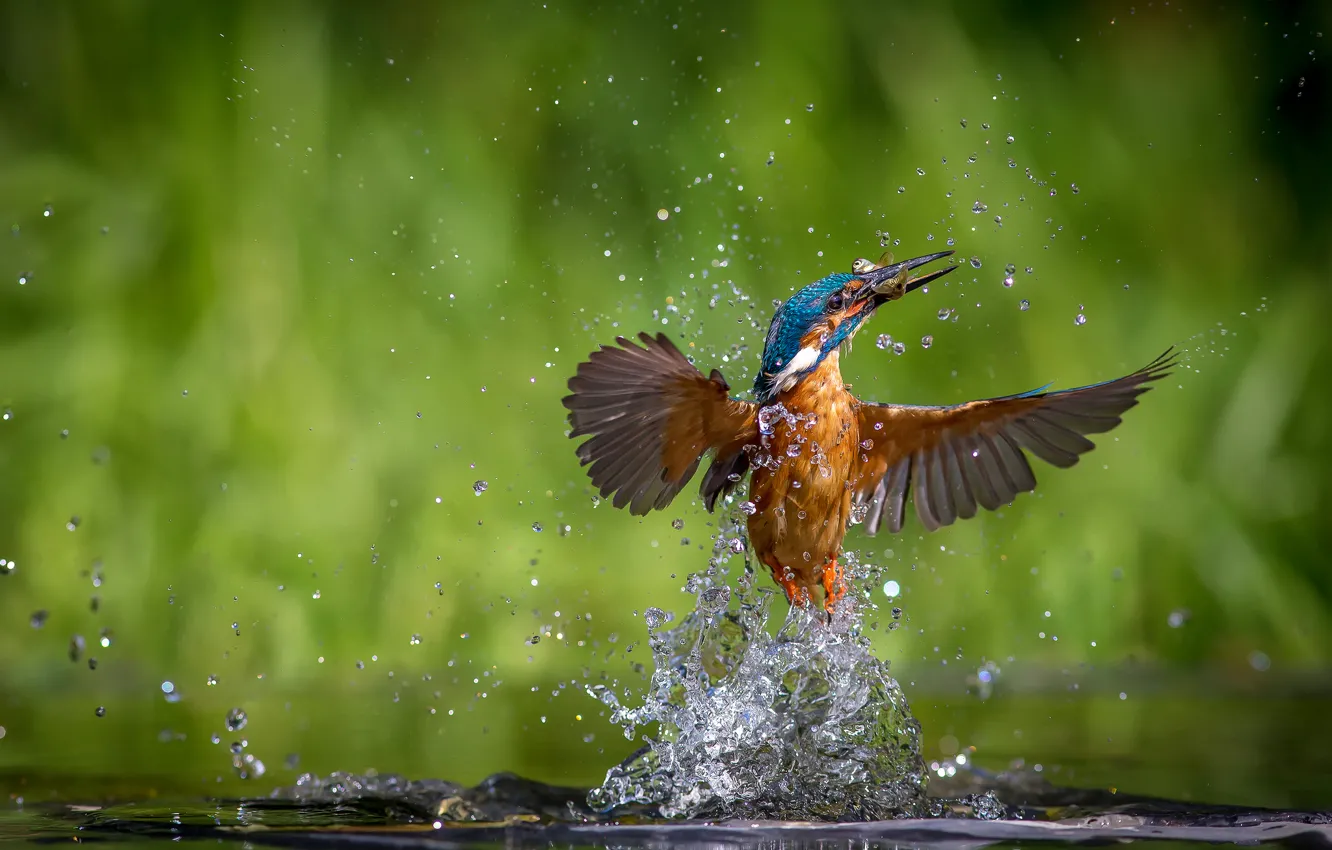 Photo wallpaper water, drops, squirt, bird, fish, kingfisher, alcedo atthis, common Kingfisher