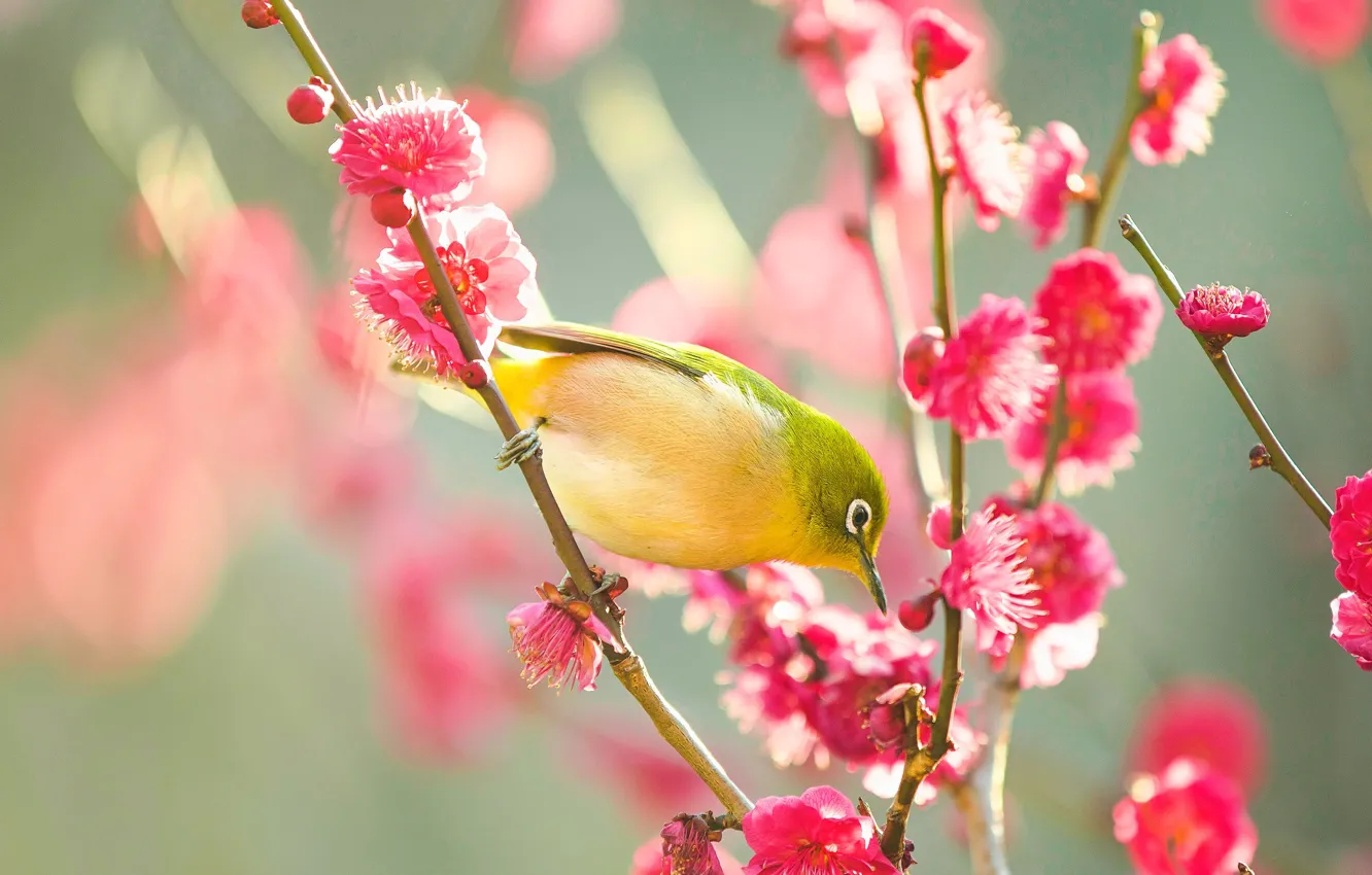 Photo wallpaper flowers, branches, bird, beauty, blur, spring, Sakura, pink