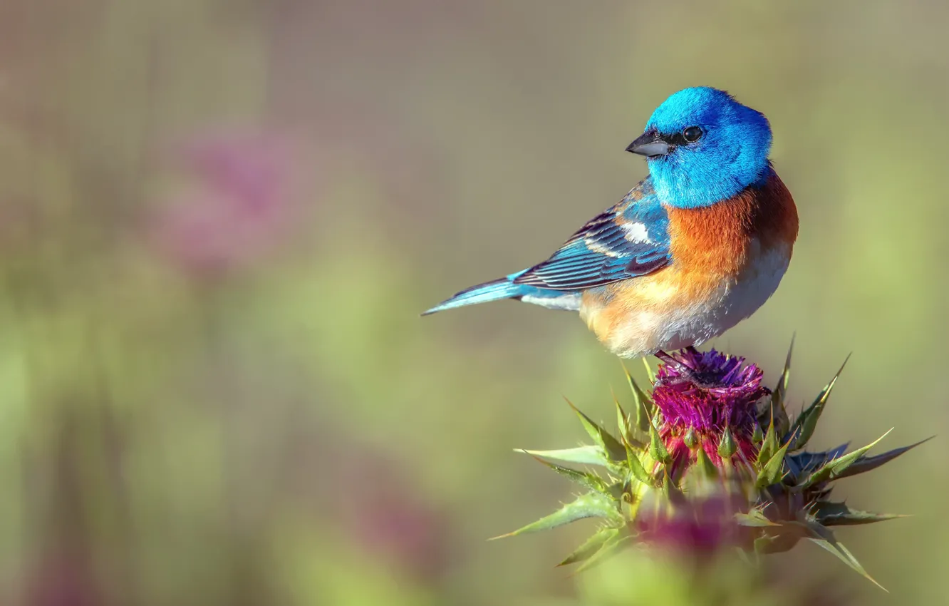 Photo wallpaper flowers, background, bird