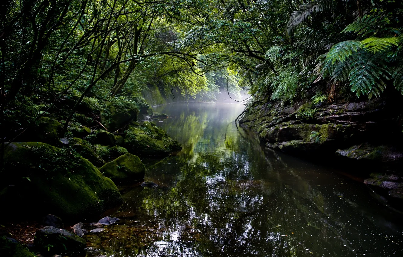 Photo wallpaper forest, river, jungle