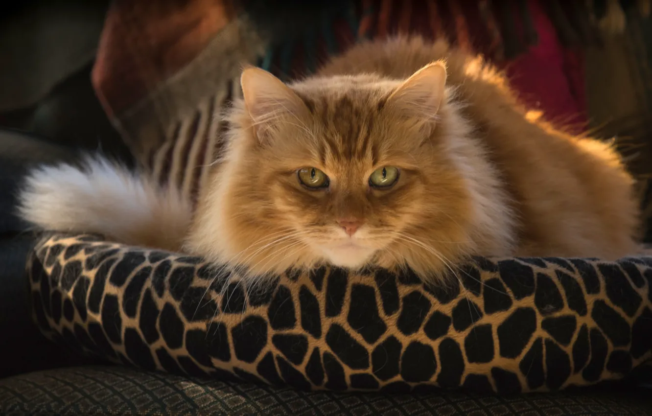 Photo wallpaper cat, cat, look, fluffy, muzzle, red cat