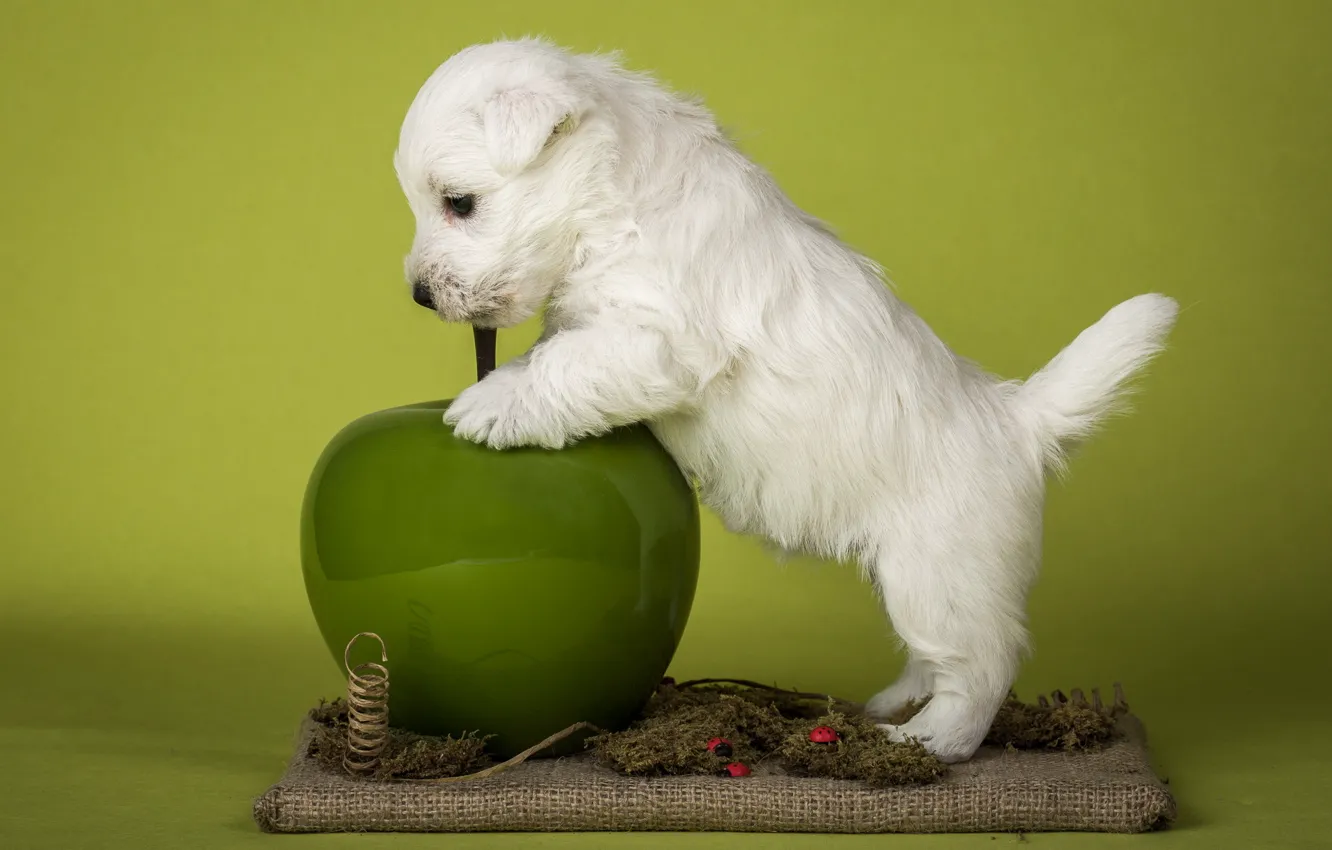 Photo wallpaper Apple, dog, puppy, white terriers