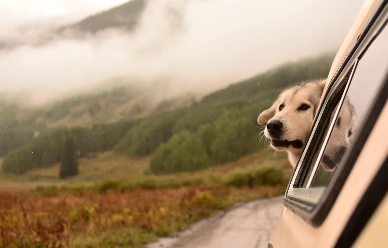 Photo wallpaper look, each, dog