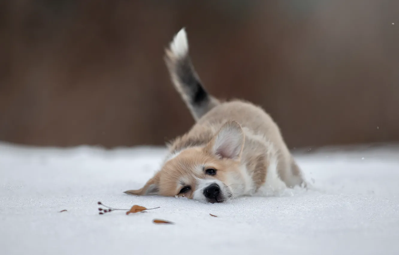Photo wallpaper winter, snow, mood, dog, puppy, doggie, Welsh Corgi, Svetlana Pisareva