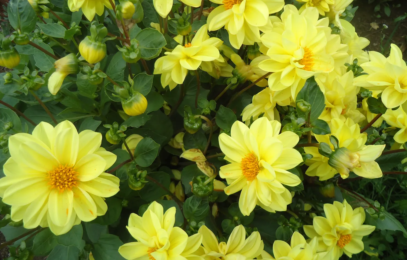 Photo wallpaper flowers, yellow, beautiful, lush
