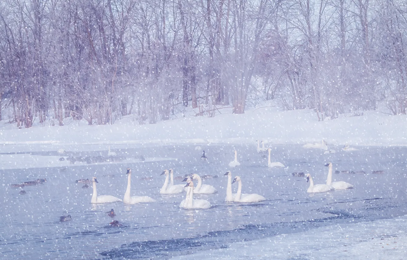 Photo wallpaper winter, snow, bird, swans, pond
