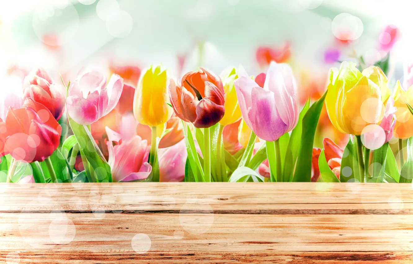 Photo wallpaper flowers, spring, tulips