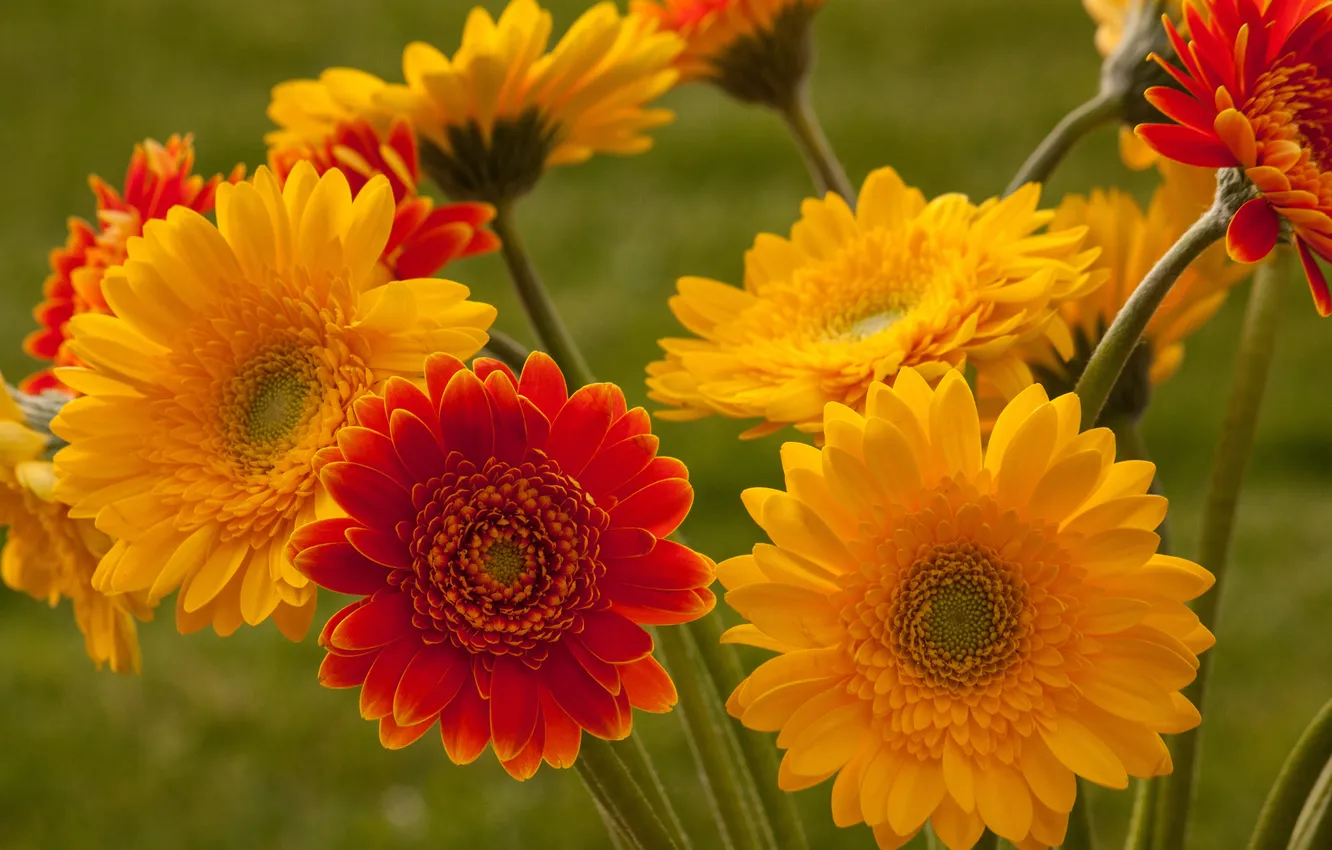Photo wallpaper bouquet, petals, gerbera