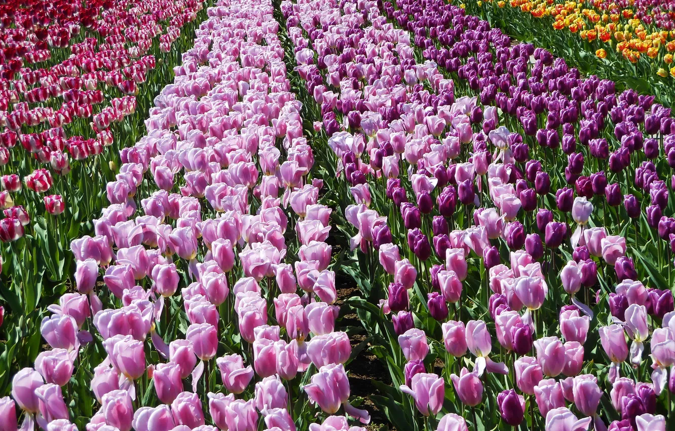 Photo wallpaper flowers, tulips, colorful, a lot