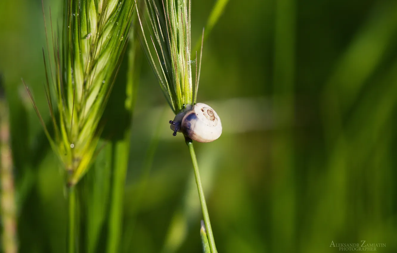 Photo wallpaper grass, snail, morning, baby