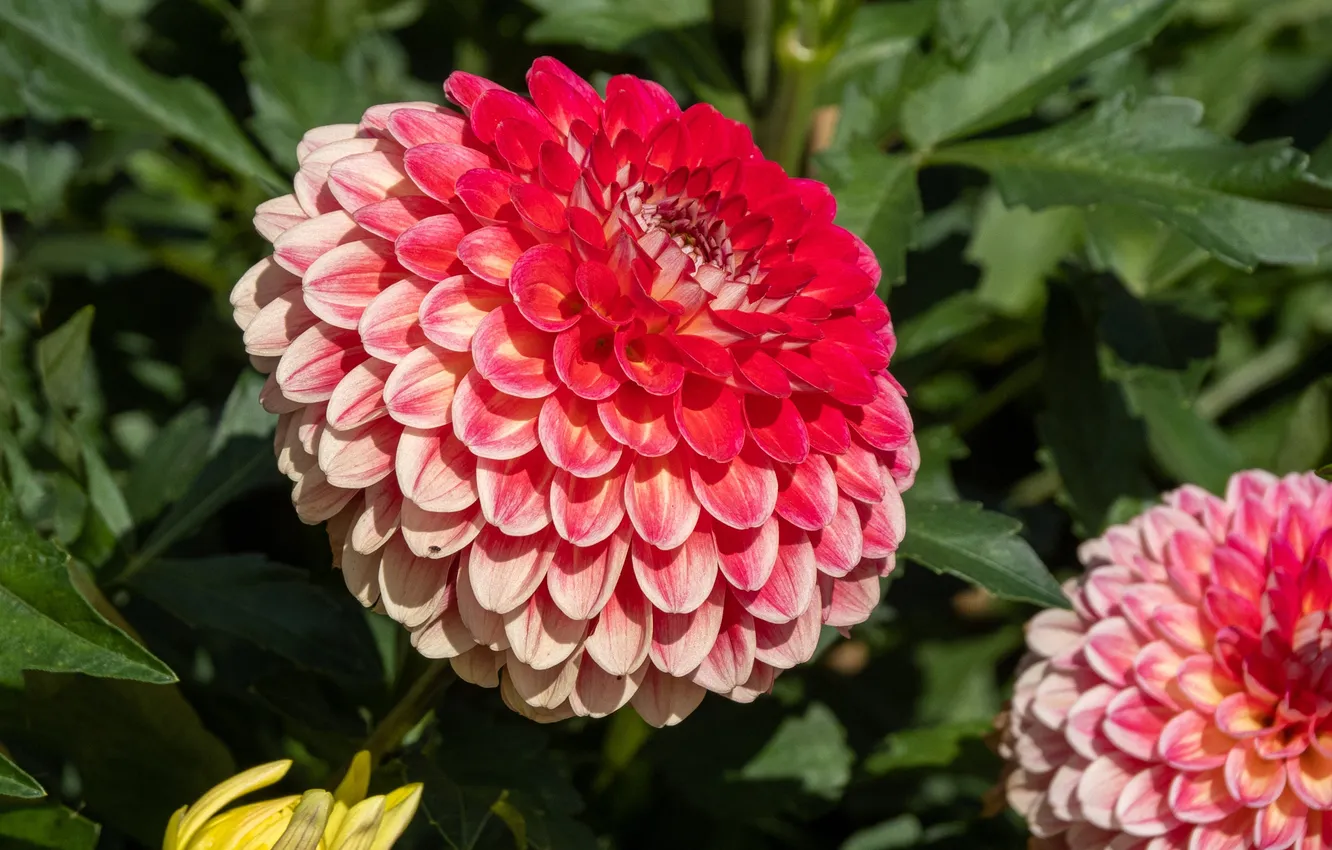 Photo wallpaper flowers, dahlias