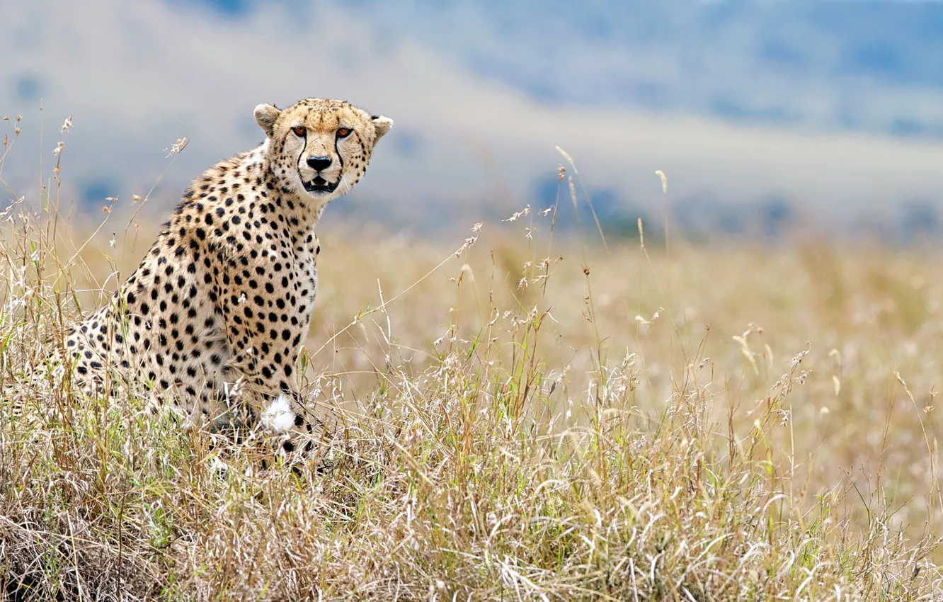 Photo wallpaper look, Cheetah, wildlife, Kenya