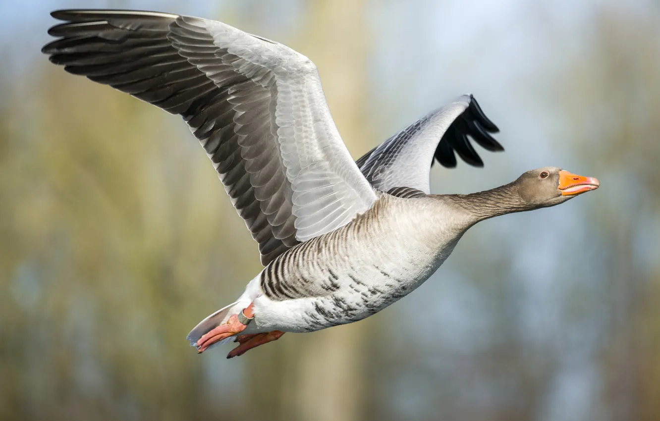 Photo wallpaper flight, nature, grey, bird, geese, bokeh, wingspan