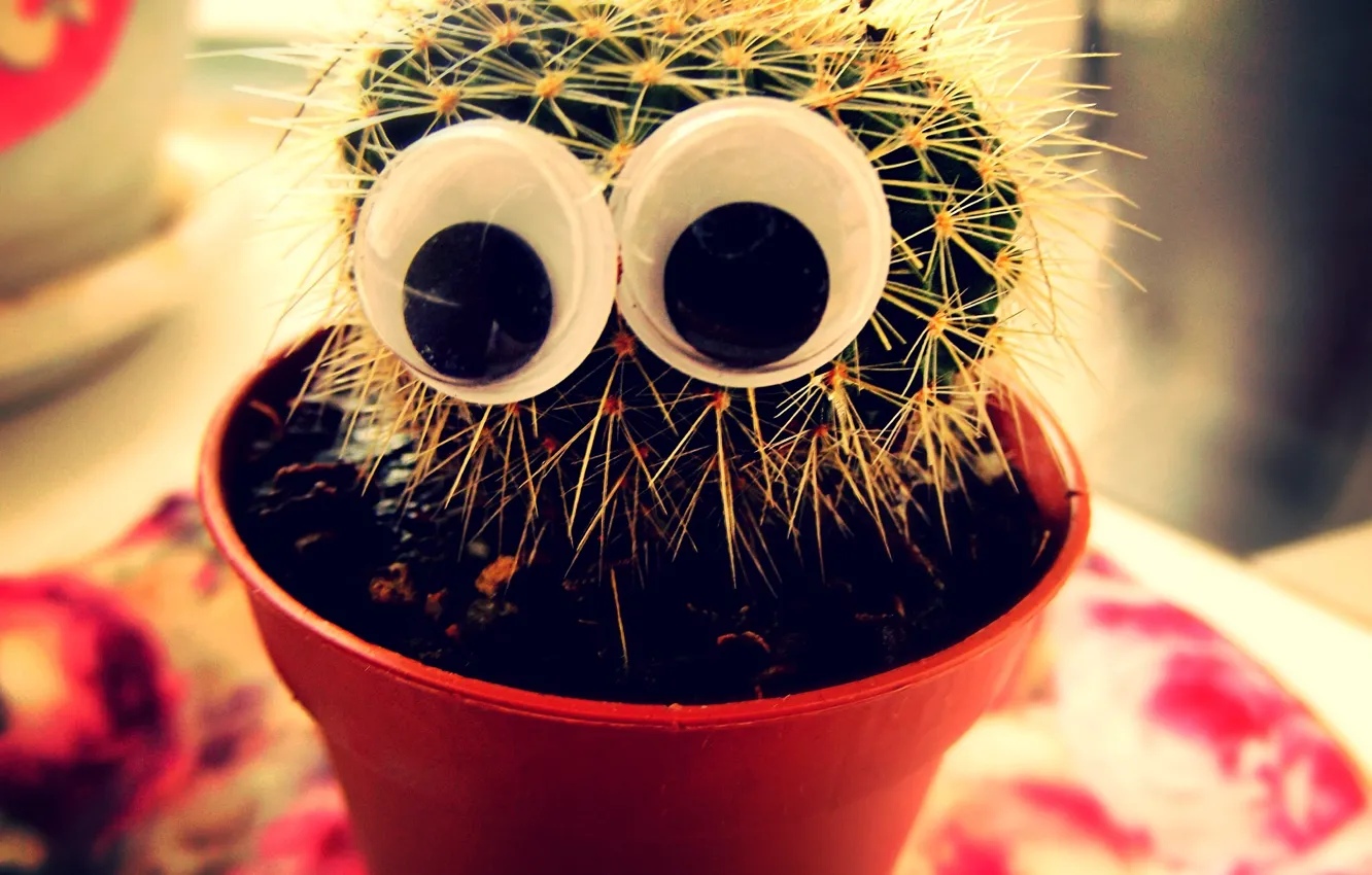 Photo wallpaper background, cactus, plate