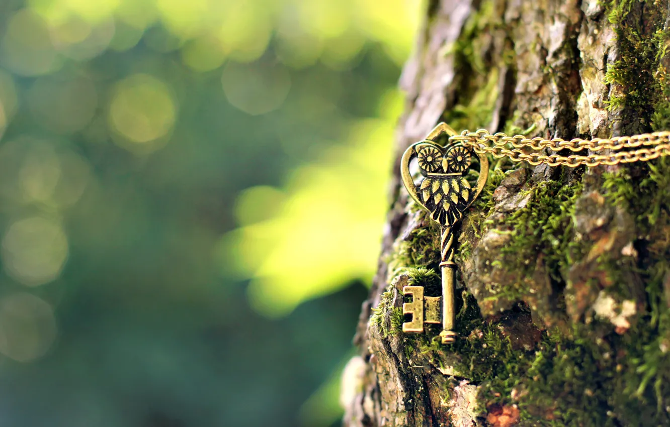 Photo wallpaper macro, tree, owl, blur, key, bark, chain, suspension