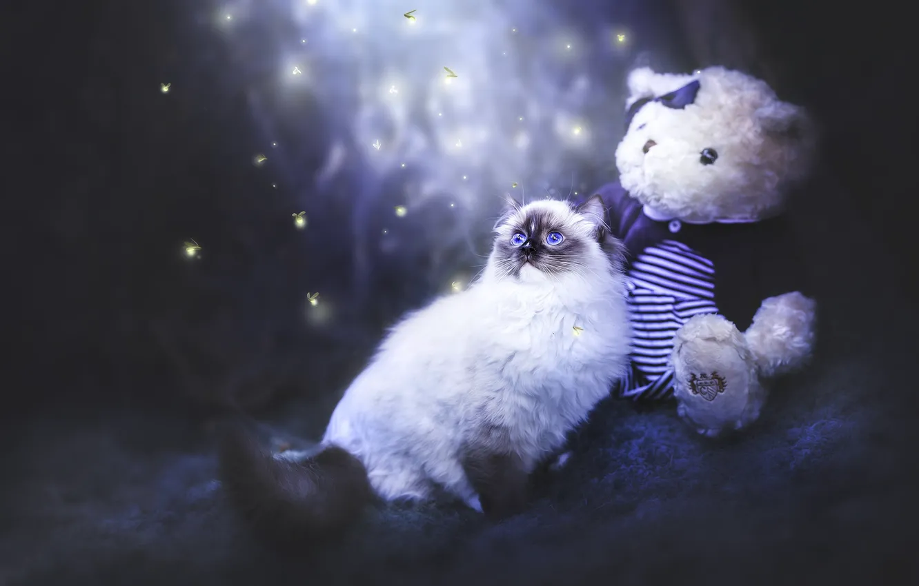 Photo wallpaper cat, cat, night, nature, the dark background, fireflies, toy, bear