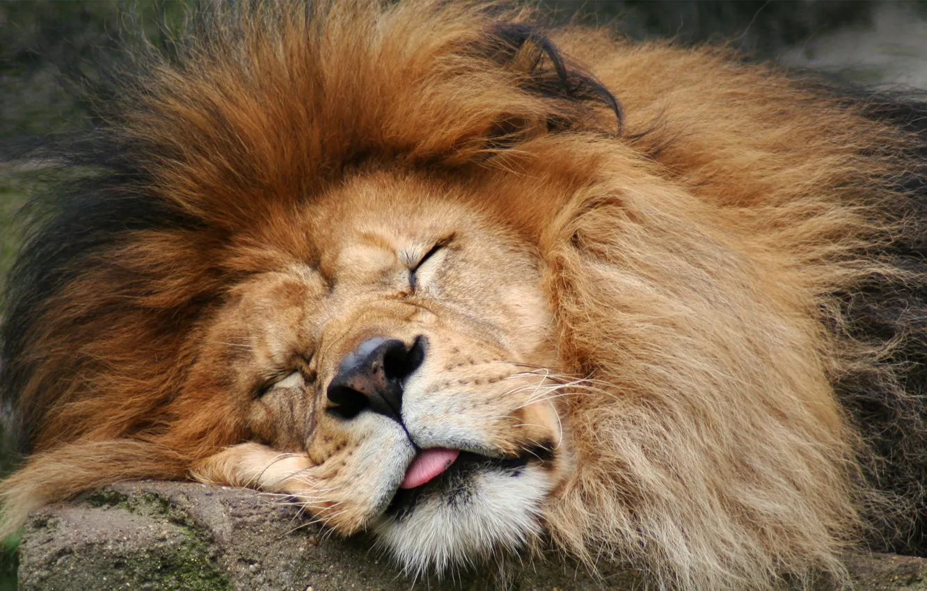 Photo wallpaper language, Leo, mane, sleeping