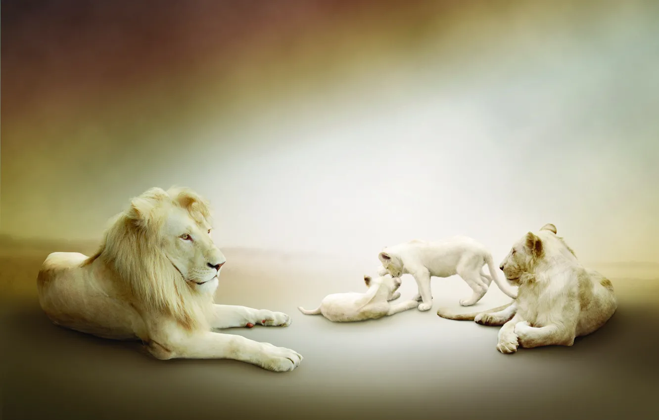 Photo wallpaper Leo, white, lions, the cubs, lioness, play, family