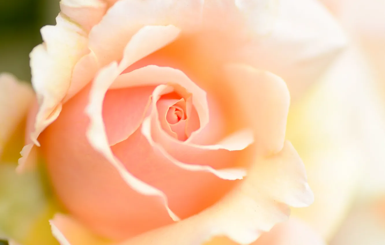 Photo wallpaper macro, roses, peach