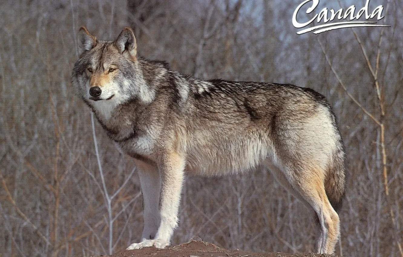 Photo wallpaper Predator, nature, snow, face, animal, wolf, canis lupus, wildlife