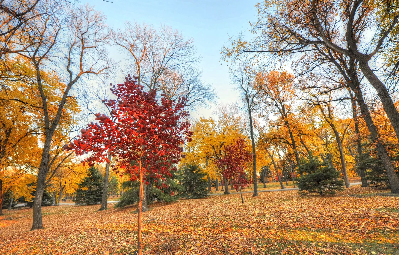 Photo wallpaper autumn, the sky, grass, leaves, trees, Park, the crimson
