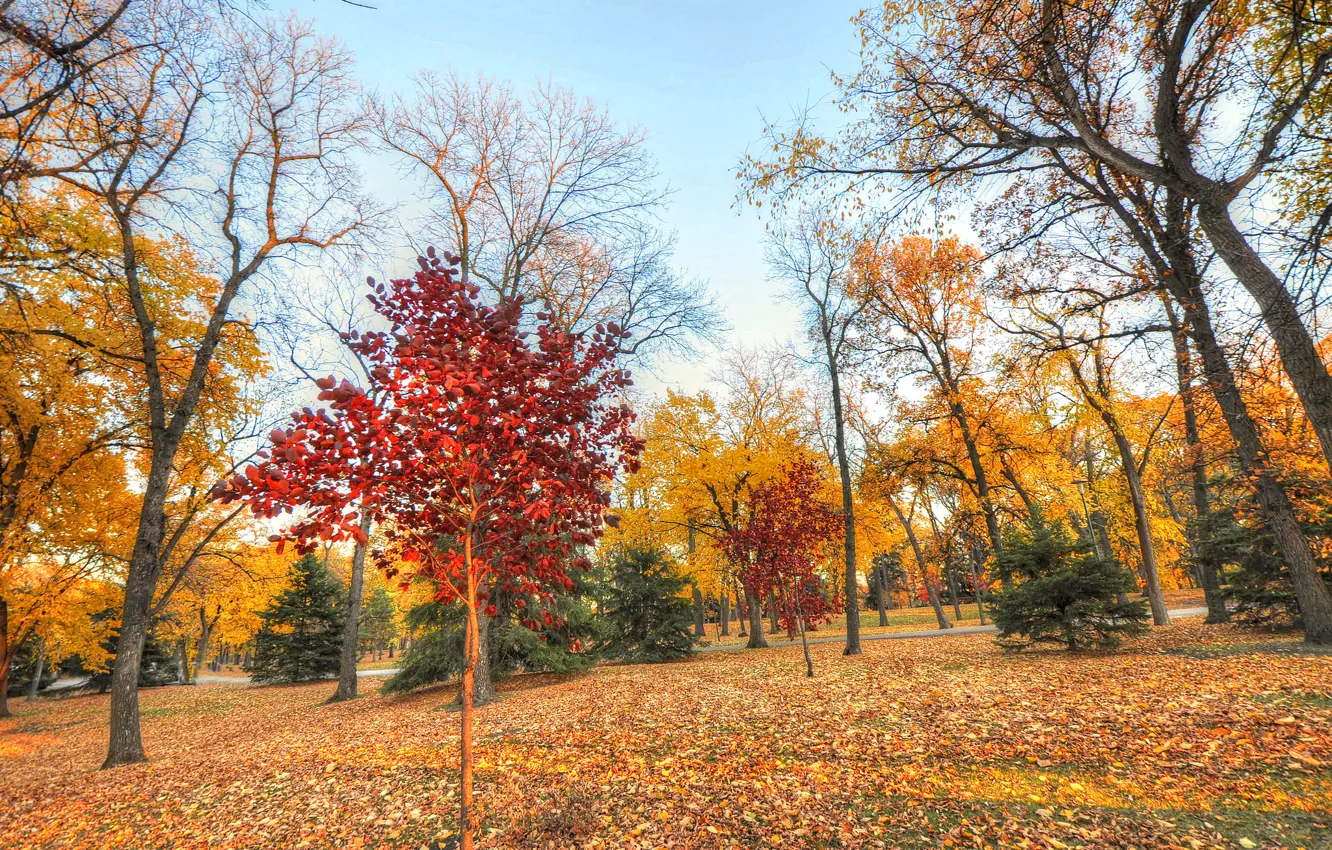 Top-10-Ideen und -Inspiration zum Thema "tree orange"