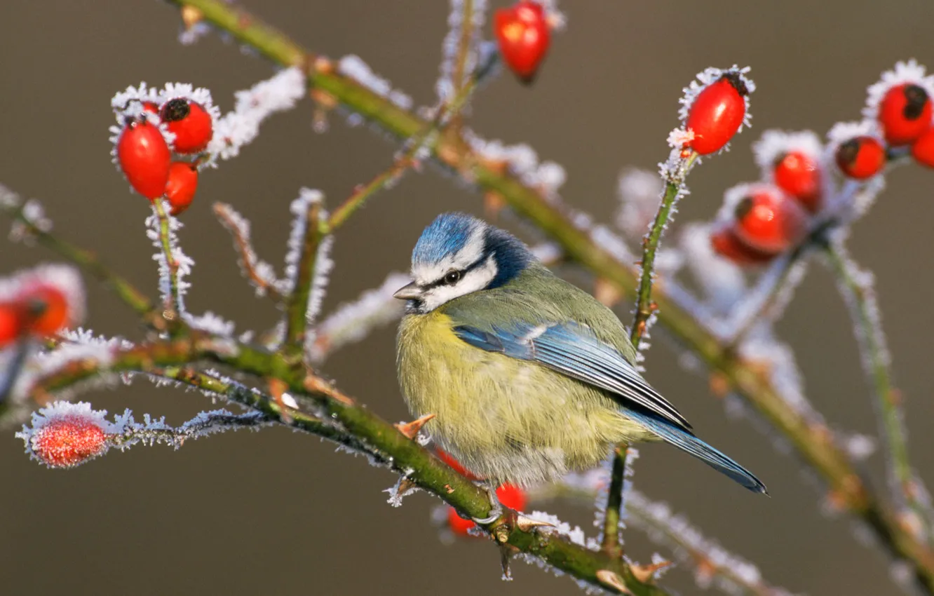 Photo wallpaper frost, bird, fruit, briar, crystals, common blue tit