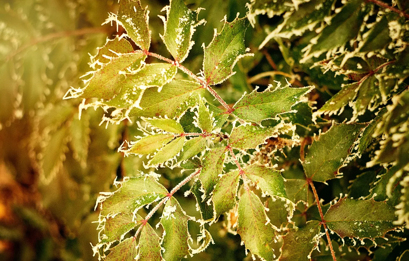 Photo wallpaper cold, frost, greens, autumn, leaves, the colors of autumn, freezing