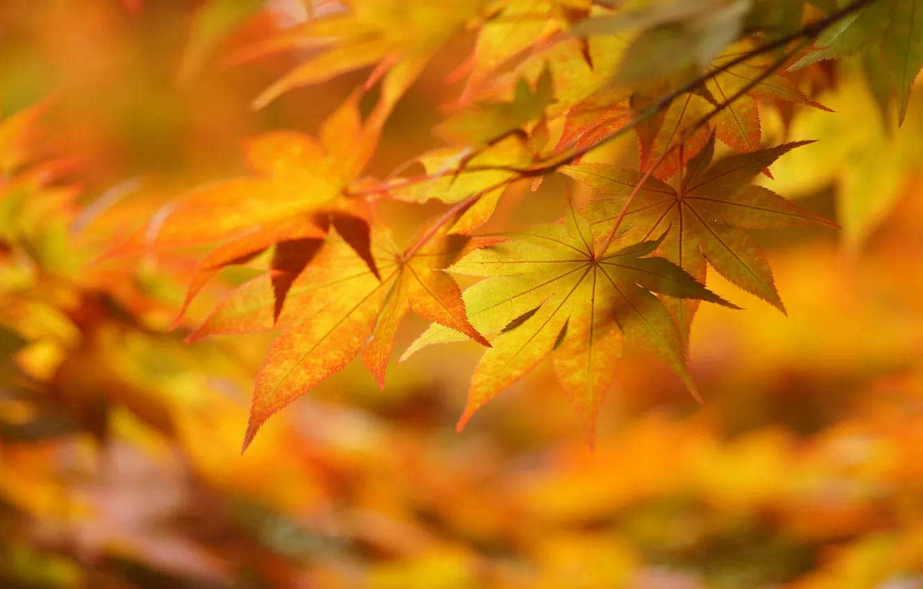 Photo wallpaper autumn, leaves, macro, yellow, mood
