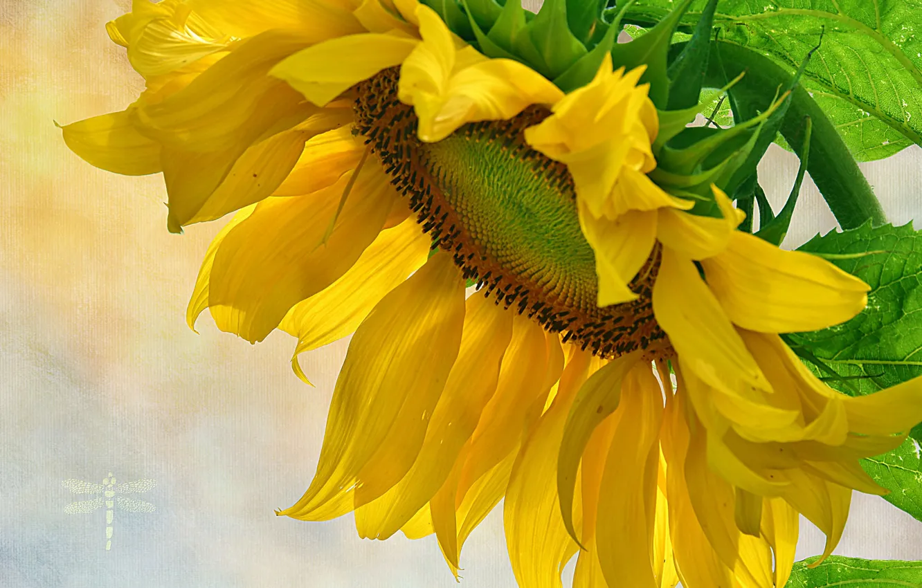 Photo wallpaper macro, yellow, sunflower