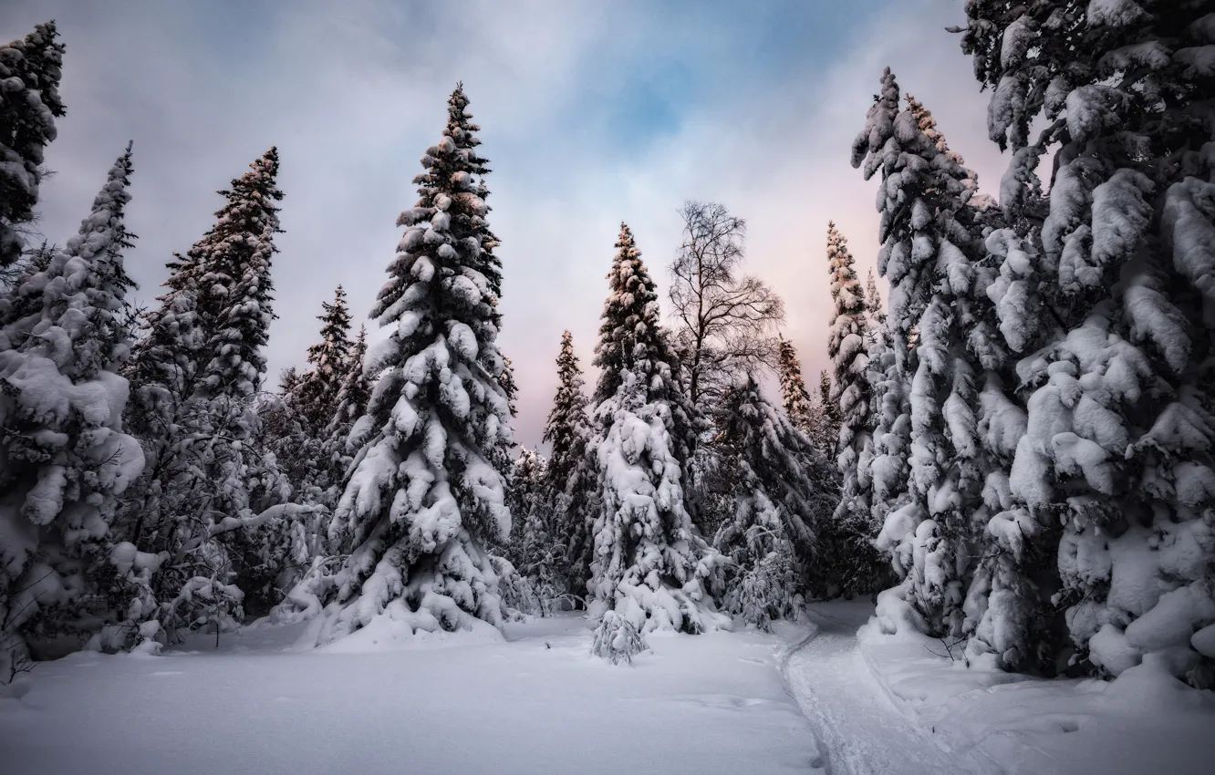 Photo wallpaper winter, snow, trees, nature, the evening, ate, track, Elena Sokolova