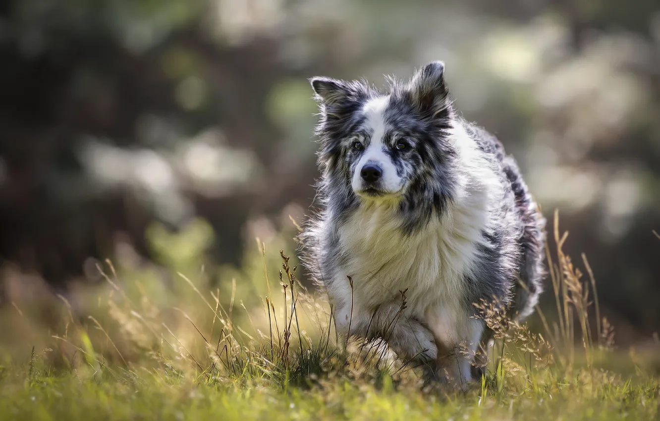 Photo wallpaper nature, each, dog