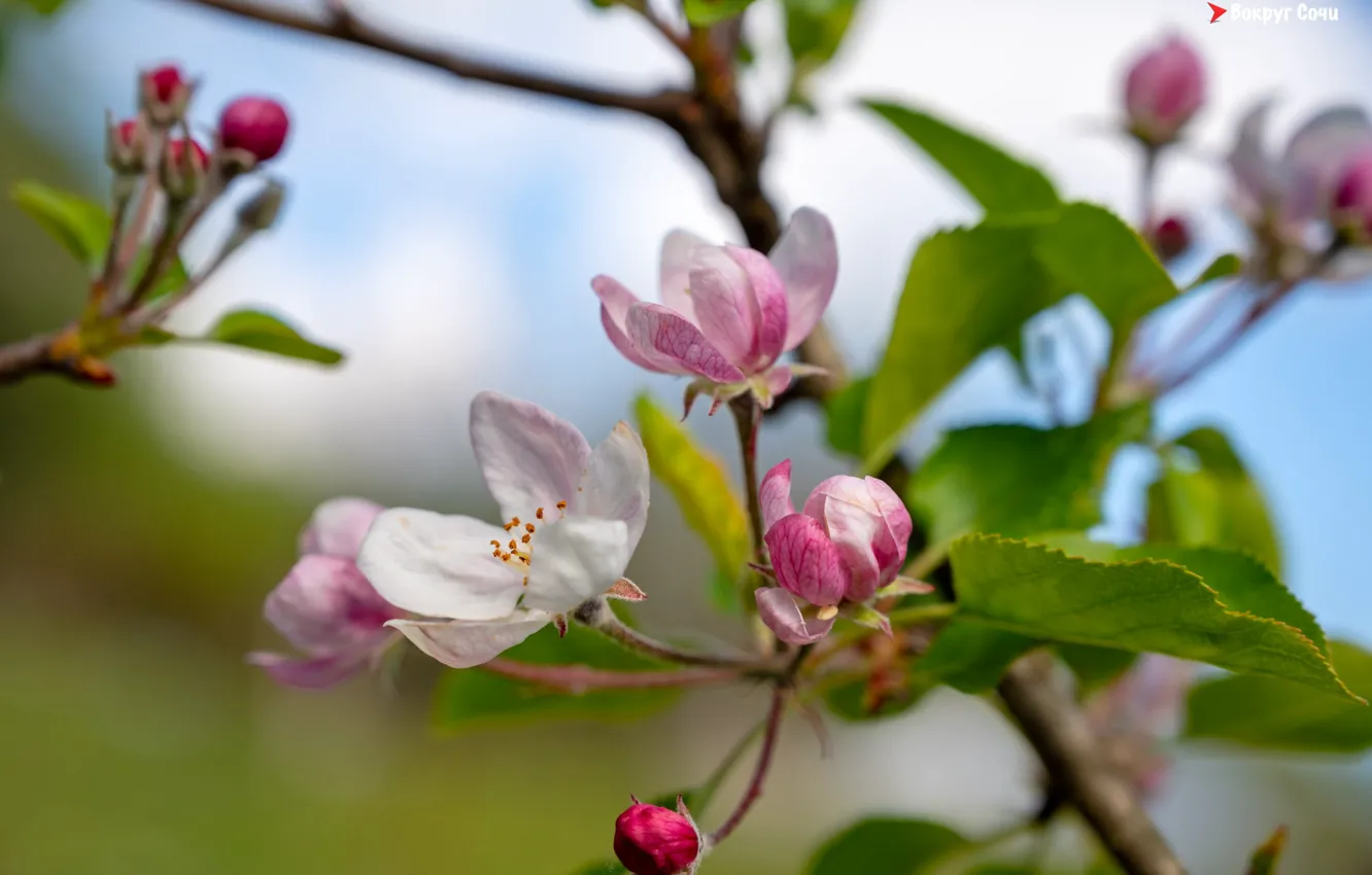 Photo wallpaper flowers, spring, flowers, spring, Sochi, Sochi