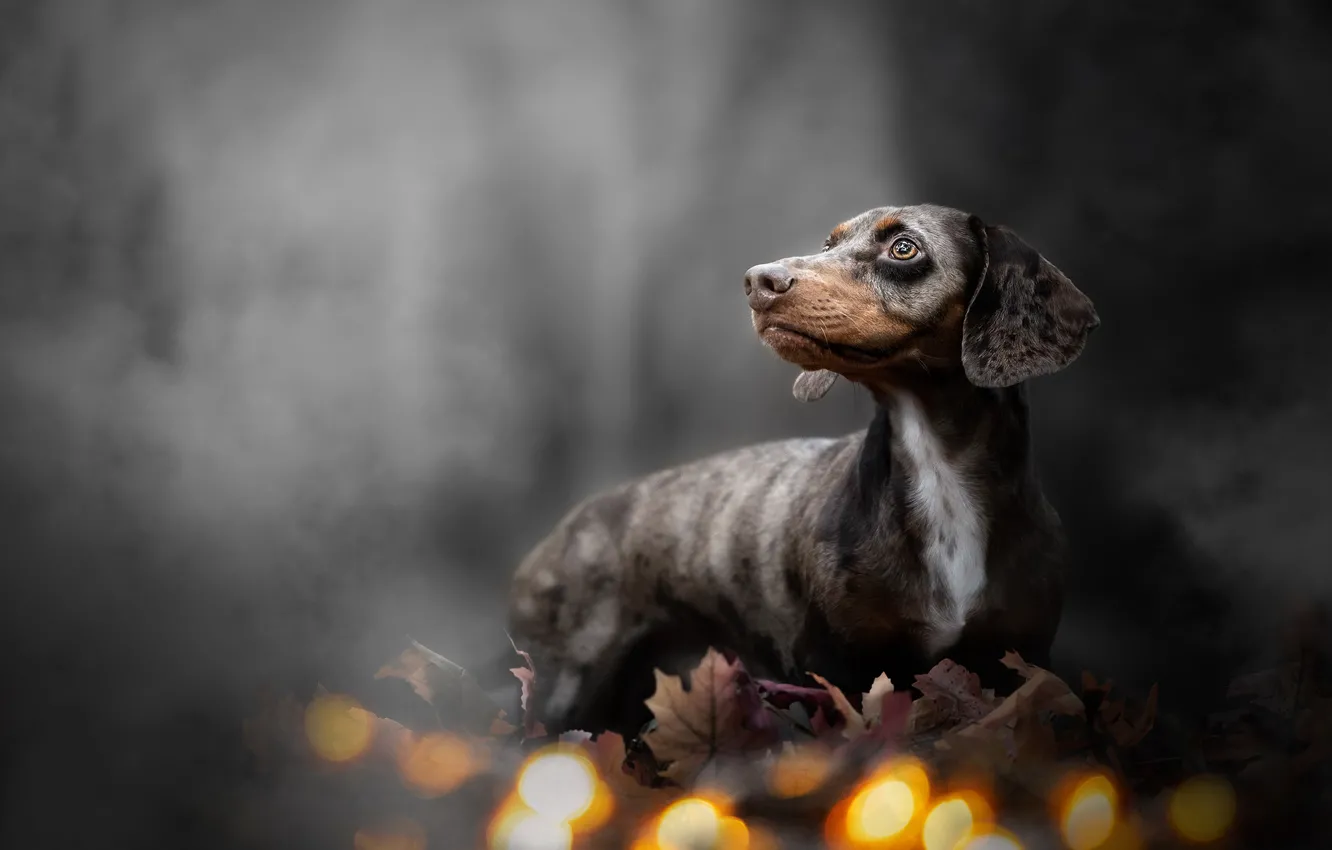 Photo wallpaper fog, dog, lights, Dachshund
