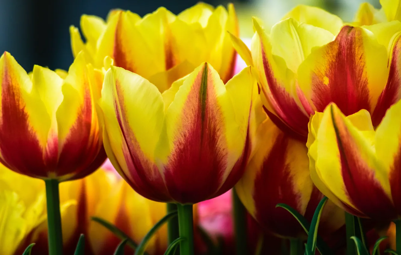Photo wallpaper macro, tulips, buds