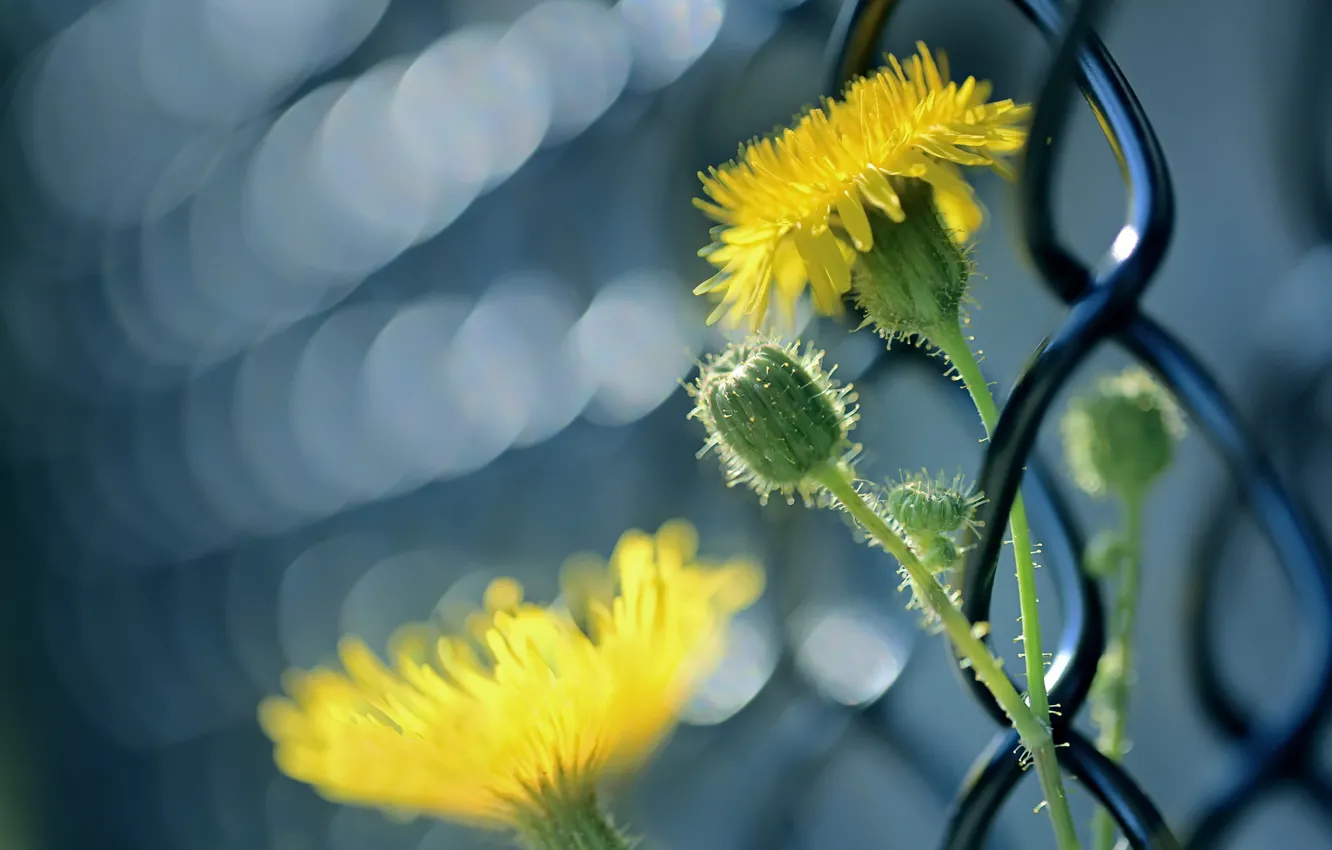 Photo wallpaper flower, macro, the fence