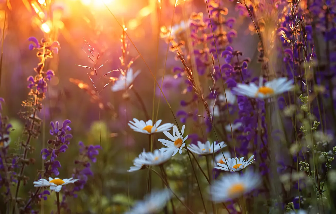 Photo wallpaper summer, grass, flowers, nature