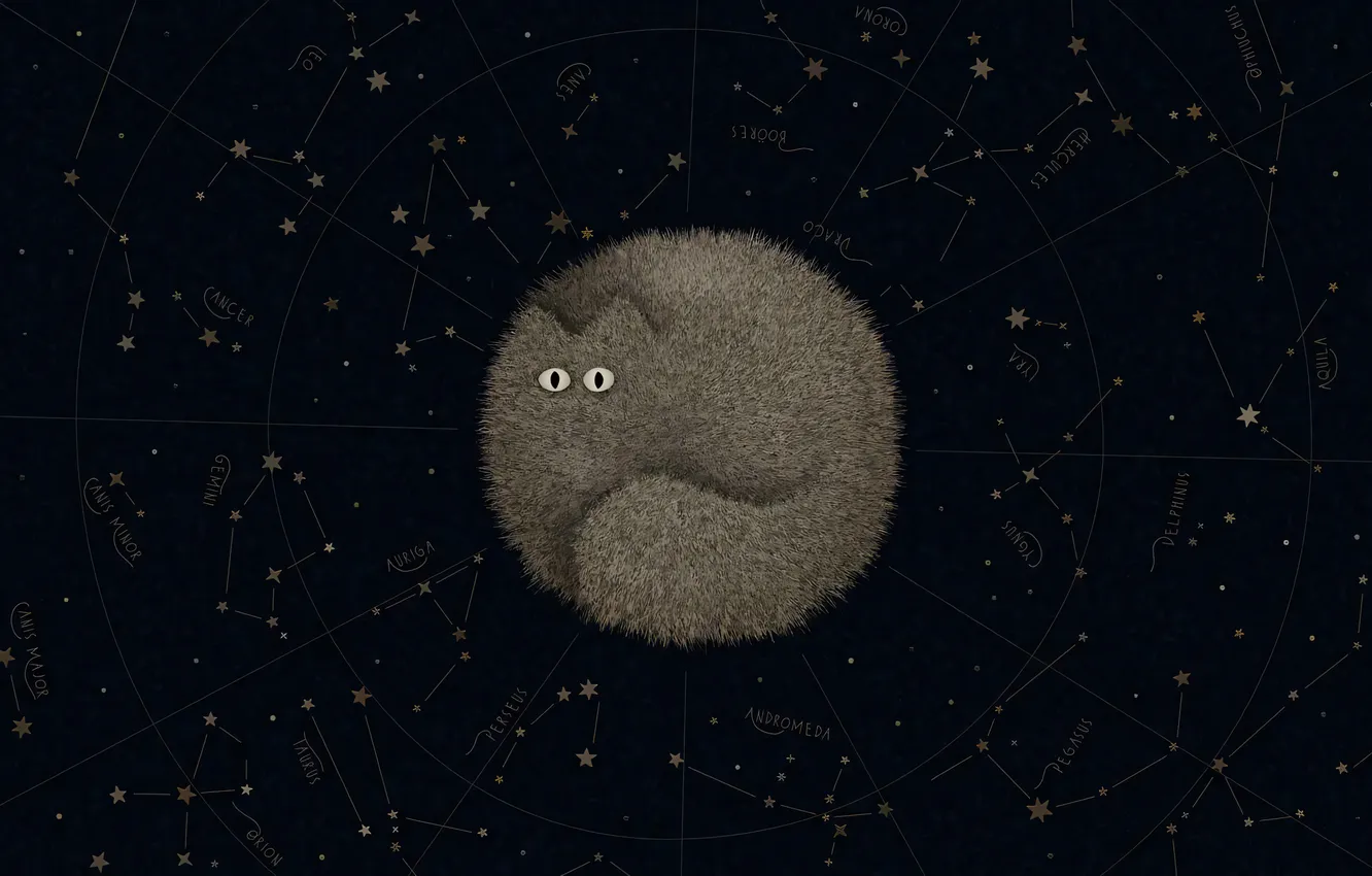 Photo wallpaper cat, night, vladstudio