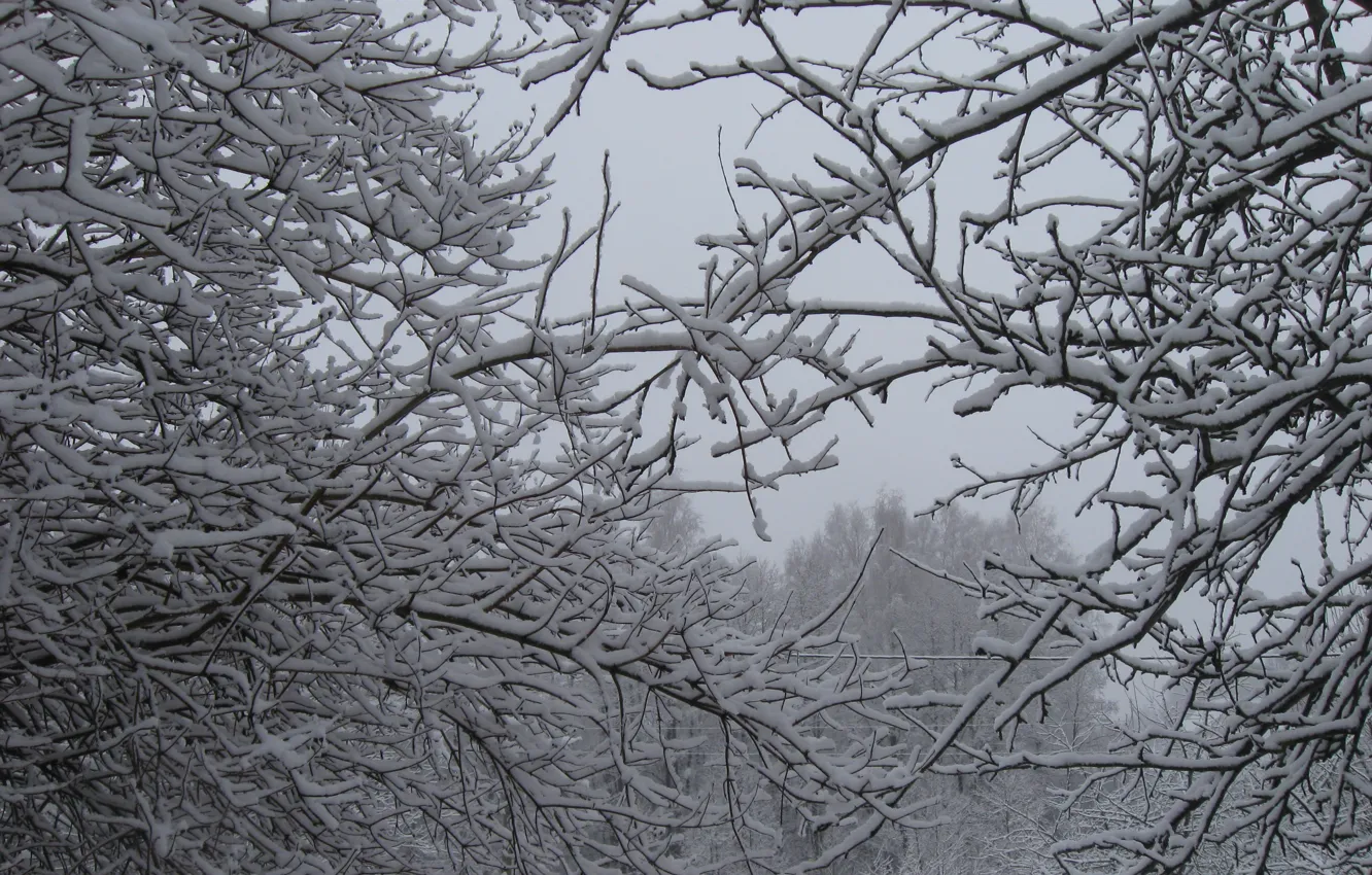 Photo wallpaper Winter, Trees, Snow, Branch