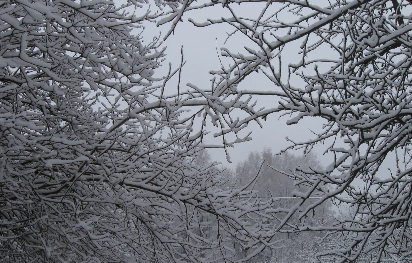 Photo wallpaper winter, snow, trees, branch